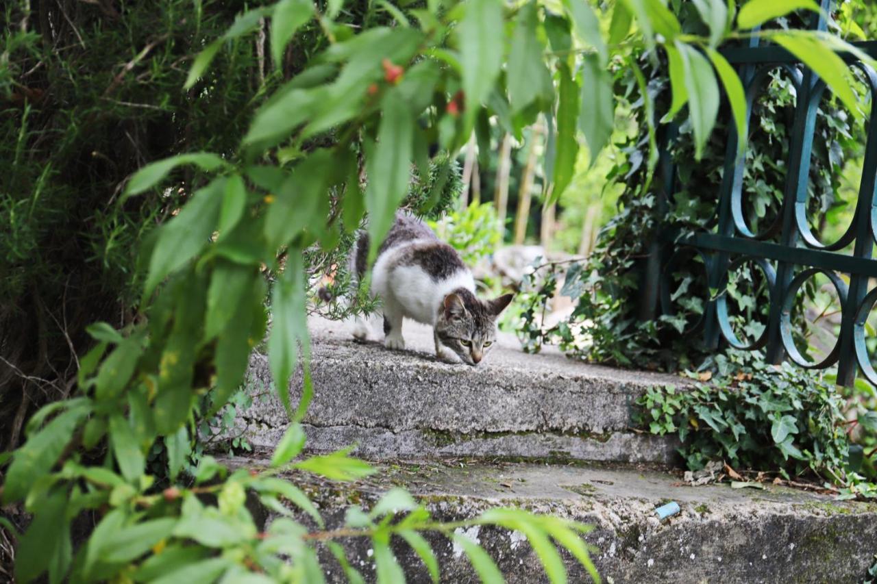 Kamp Seosko Domacinstvo Radman Hotell Herceg Novi Exteriör bild